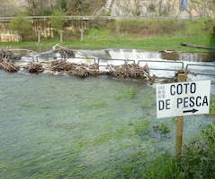 La nueva Ley de pesca de Castilla y León, a expensas del reglamento